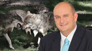 Echtes, bundesweites Wolfsmanagement dringend benötigt