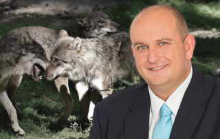Echtes, bundesweites Wolfsmanagement dringend benötigt
